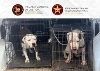 FGJES rescata a dos canes Pitbull tras cateo por maltrato animal en Guaymas