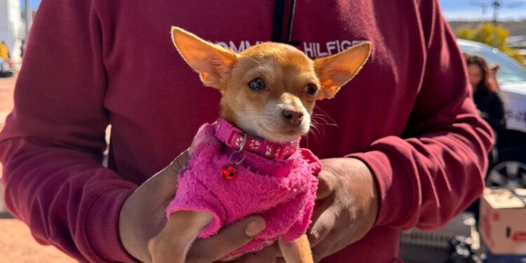 Impulsan esterilización canina para el bienestar animal