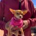 Impulsan esterilización canina para el bienestar animal