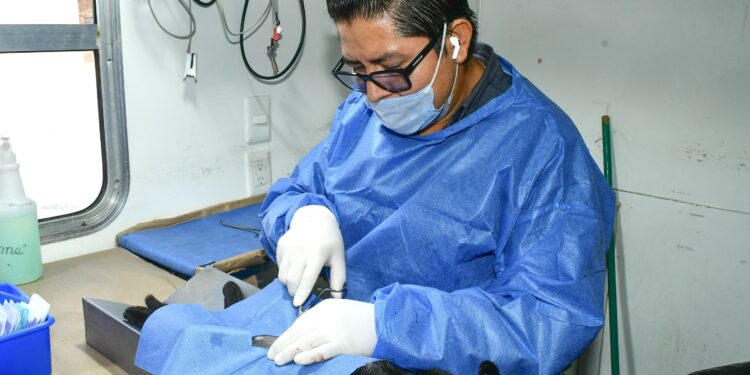 Invita Gobierno Municipal a esterilizar animales de compañía en el Centro de Castración en Bahía de Kino