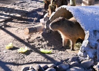 Gobernador Durazo transforma el Centro Ecológico con más especies, infraestructura renovada y mayor afluencia
