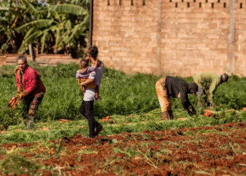 Cuba libra batalla contra desabasto alimentario