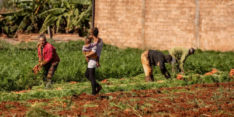 Cuba libra batalla contra desabasto alimentario