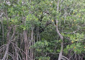 México, cuarto país con manglares a escala internacional