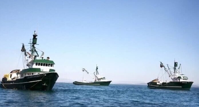 Demandan reducir periodo de pesca a barcos sardineros