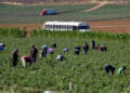Trabajadores agrícolas en San Quintín, sin Seguro Social ni prestaciones