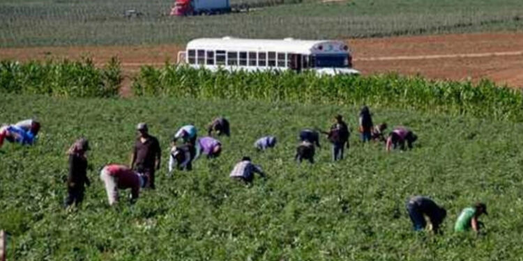 Trabajadores agrícolas en San Quintín, sin Seguro Social ni prestaciones