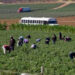 Trabajadores agrícolas en San Quintín, sin Seguro Social ni prestaciones
