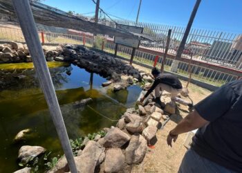 Gobierno de Sonora impulsa con éxito la conservación del pez cachorro del desierto: Cobach