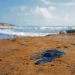 Llaman a dar despensas a pescadores de Pajapan