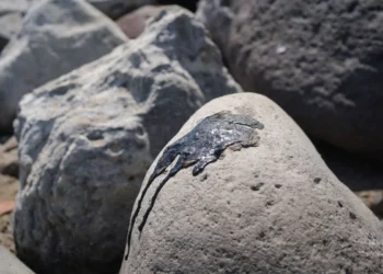 Derrame de hidrocarburo comenzó en Campeche en febrero, denuncian organizaciones