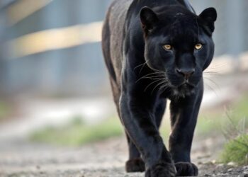 Escapa Pantera de finca en Aguascalientes; Profepa despliega operativo