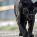 Escapa Pantera de finca en Aguascalientes; Profepa despliega operativo