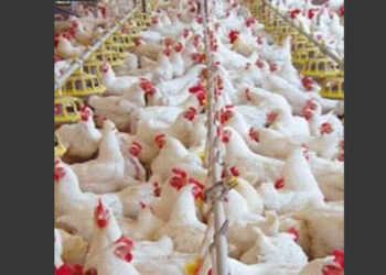 Inconforma a vecinos posible instalación de granja avícola