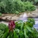 Fuga de ducto contamina agua en Veracruz