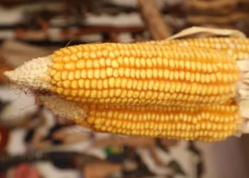 Provoca el T-MEC declive del campo mexicano