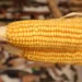 Provoca el T-MEC declive del campo mexicano