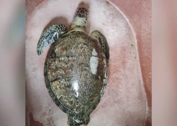 Exposición al chapopote, motivo directo de muerte de unas 6 tortugas, dice veterinario