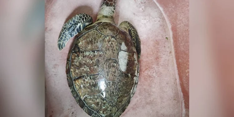 Exposición al chapopote, motivo directo de muerte de unas 6 tortugas, dice veterinario