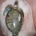 Exposición al chapopote, motivo directo de muerte de unas 6 tortugas, dice veterinario
