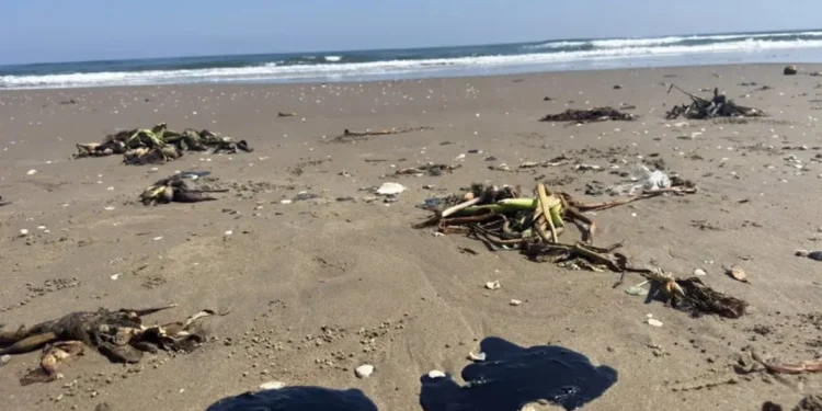 Detectar efectos tóxicos por derrame de hidrocarburos en el Golfo llevará meses y será costoso: expertos