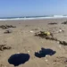 Detectar efectos tóxicos por derrame de hidrocarburos en el Golfo llevará meses y será costoso: expertos