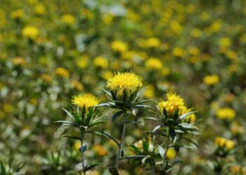 Impulsan reconversión productiva con siembra histórica de cártamo