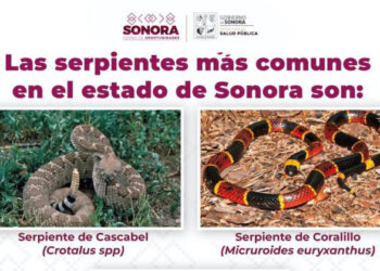 Llaman a prevenir afectaciones por mordedura de serpiente