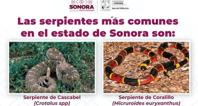 Llaman a prevenir afectaciones por mordedura de serpiente