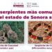 Llaman a prevenir afectaciones por mordedura de serpiente