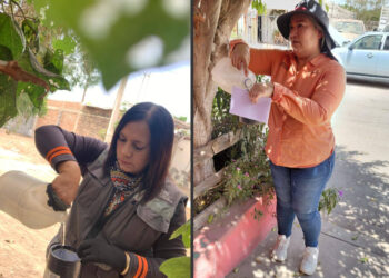 Refuerza Salud Sonora vigilancia del dengue mediante uso de ovitrampas