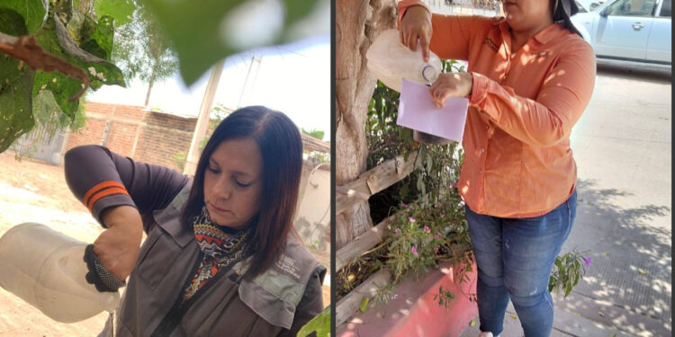 Refuerza Salud Sonora vigilancia del dengue mediante uso de ovitrampas