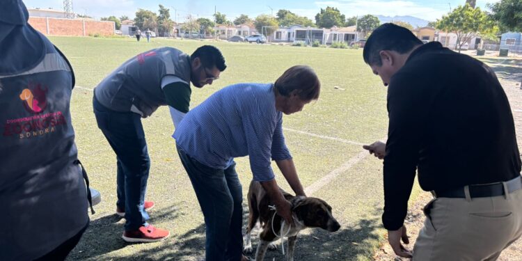Alerta Salud Sonora sobre riesgo de garrapatas en dormitorios