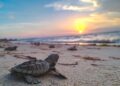 Alerta presencia de chapopote en playas de anidación de tortugas en Campeche