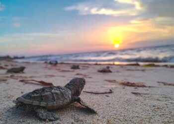 Alerta presencia de chapopote en playas de anidación de tortugas en Campeche