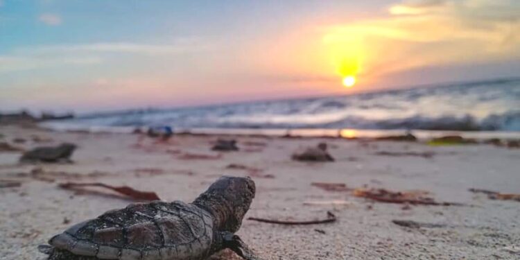 Alerta presencia de chapopote en playas de anidación de tortugas en Campeche