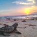 Alerta presencia de chapopote en playas de anidación de tortugas en Campeche