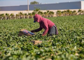Certificación laboral a agroindustria protegerá derechos de jornaleros