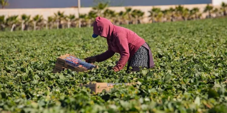 Certificación laboral a agroindustria protegerá derechos de jornaleros