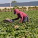 Certificación laboral a agroindustria protegerá derechos de jornaleros