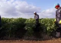 Migrantes mexicanos en EU constituyen la octava economía mundial