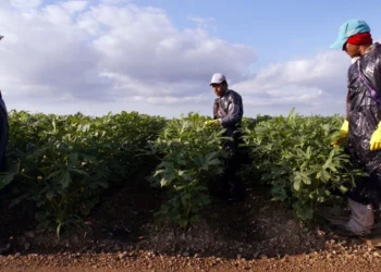 Migrantes mexicanos en EU constituyen la octava economía mundial