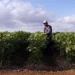 Migrantes mexicanos en EU constituyen la octava economía mundial