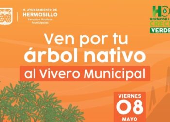 Donará Gobierno de Hermosillo árboles nativos este viernes 8 de mayo