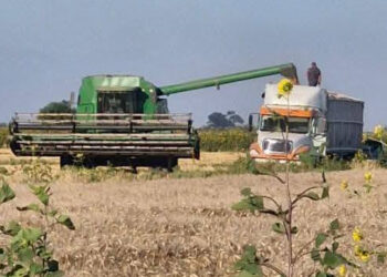 Transportistas de carga enfrentan crisis por bajos rendimientos del trigo