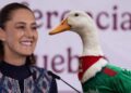 Sheinbaum invitará al pato Merlín a Palacio Nacional