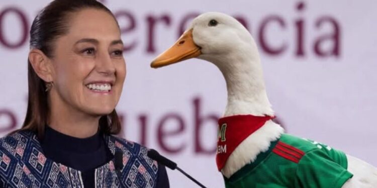 Sheinbaum invitará al pato Merlín a Palacio Nacional