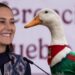 Sheinbaum invitará al pato Merlín a Palacio Nacional