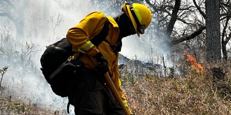 CEPC coordina esfuerzo de más de 100 combatientes forestales en Tarachi