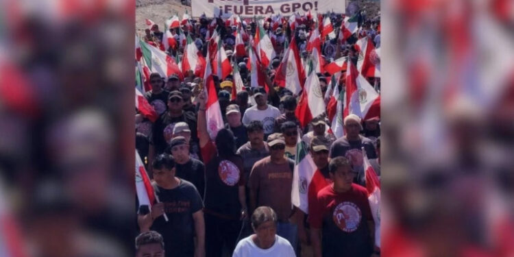 Planta de amoniaco “dañaría 22,500 hectáreas de manglares” en Sinaloa